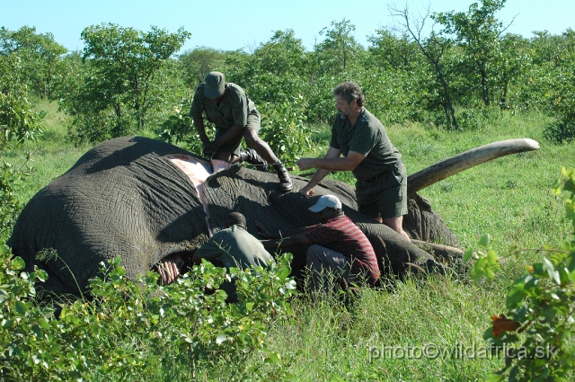 puku rsa 110.jpg - This mighty bull died on heart attack. The man on the right side is Dr. Johann Oelofse, section Mooiplaas ranger nicknamed Mabarule. He is collecting all data regarding big tuskers of Kruger for many years.